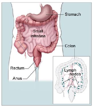 Anatomy of the colon