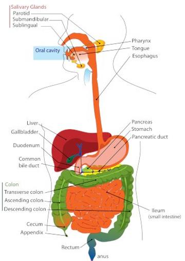 Digestive System Anatomy