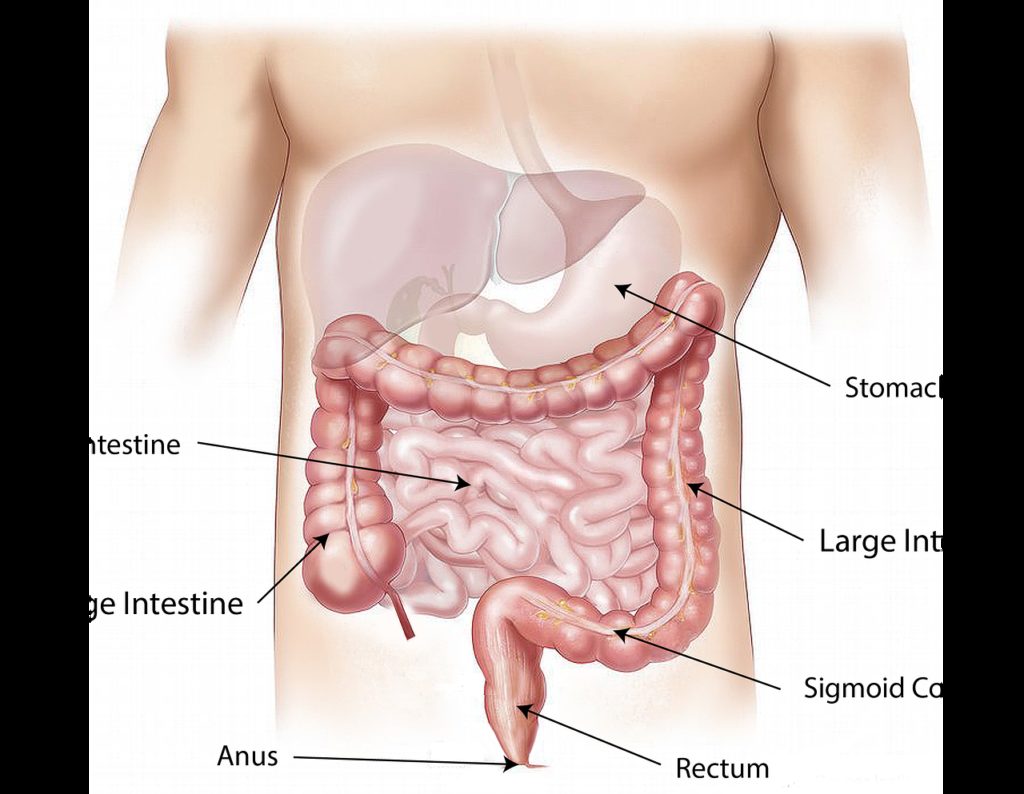 abdomen, intestine, large